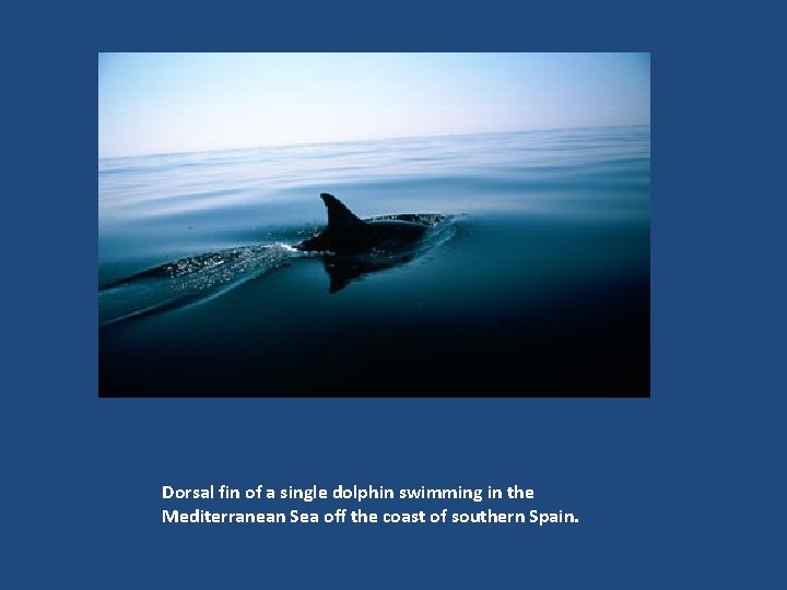 Dorsal fin of a single dolphin swimming in the Mediterranean Sea off the coast