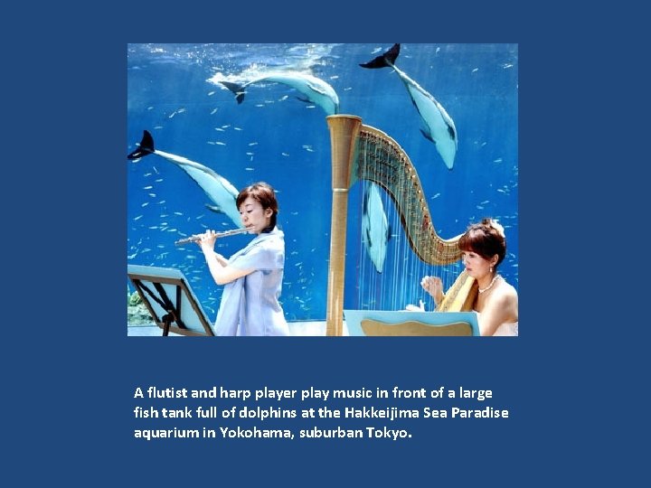 A flutist and harp player play music in front of a large fish tank