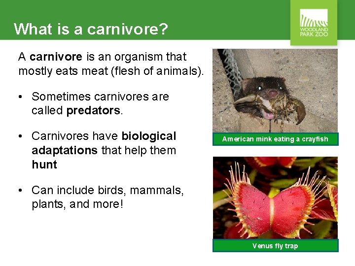 What is a carnivore? A carnivore is an organism that mostly eats meat (flesh