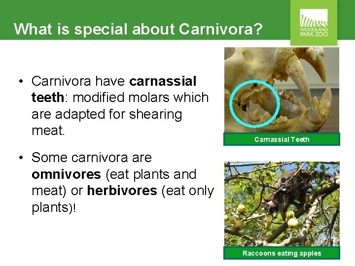 What is special about Carnivora? • Carnivora have carnassial teeth: modified molars which are