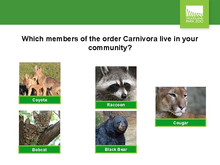 Which members of the order Carnivora live in your community? Coyote Raccoon Cougar Bobcat