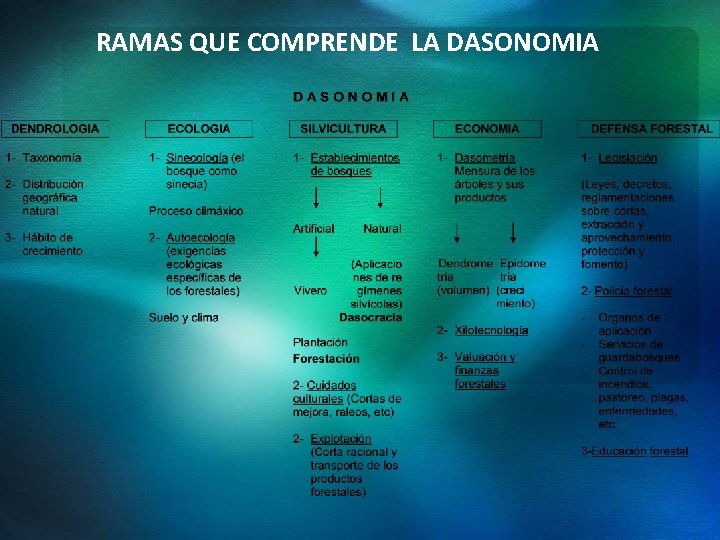 RAMAS QUE COMPRENDE LA DASONOMIA 