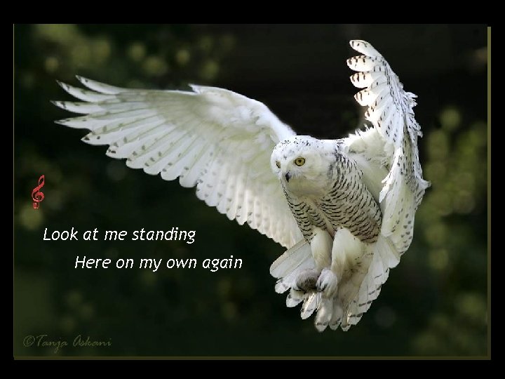 Look at me standing Here on my own again 