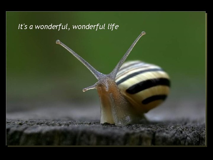 It's a wonderful, wonderful life 