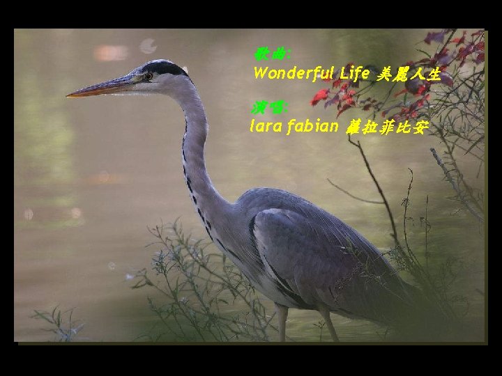 歌曲: Wonderful Life 美麗人生 演唱: lara fabian 蘿拉菲比安 