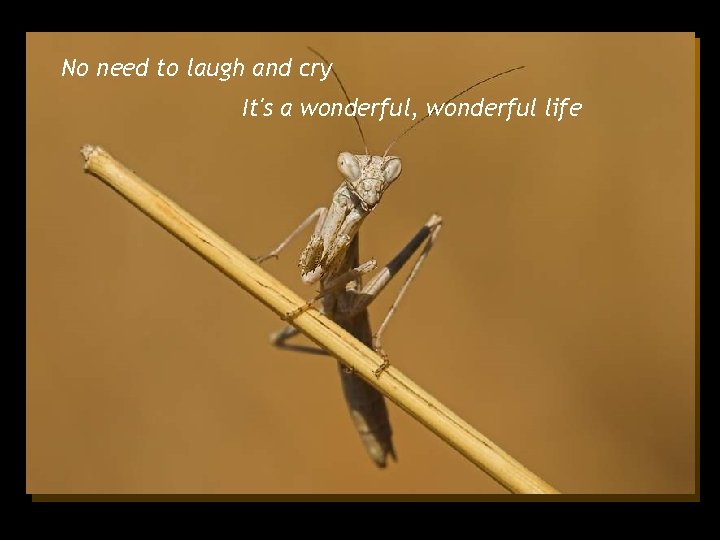 No need to laugh and cry It's a wonderful, wonderful life 