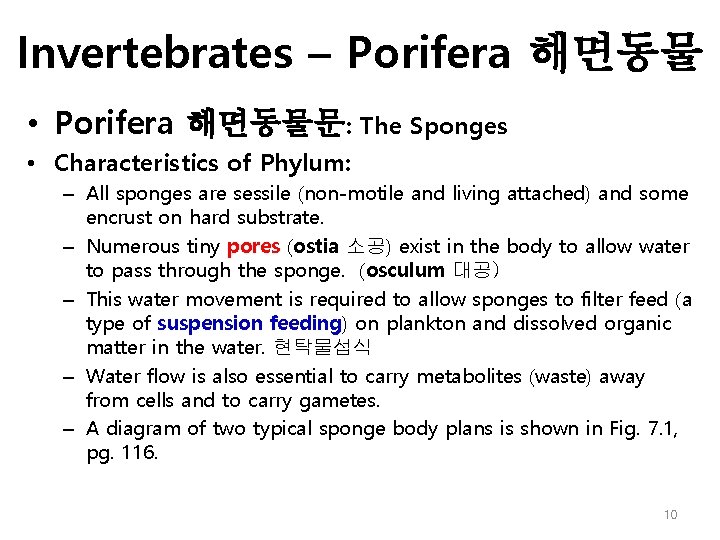 Invertebrates – Porifera 해면동물 • Porifera 해면동물문: The Sponges • Characteristics of Phylum: –