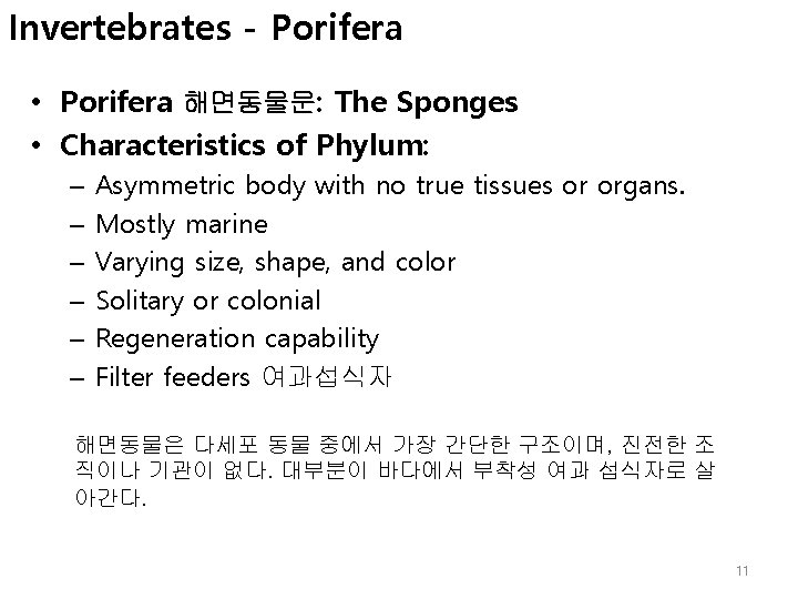 Invertebrates - Porifera • Porifera 해면동물문: The Sponges • Characteristics of Phylum: – –