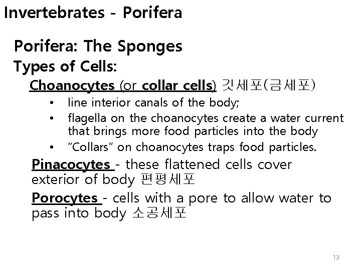 Invertebrates - Porifera: The Sponges Types of Cells: Choanocytes (or collar cells) 깃세포(금세포) •