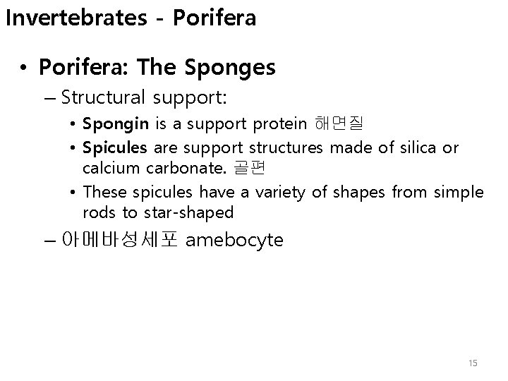 Invertebrates - Porifera • Porifera: The Sponges – Structural support: • Spongin is a