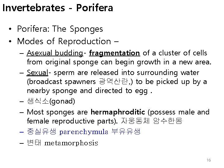 Invertebrates - Porifera • Porifera: The Sponges • Modes of Reproduction – – Asexual