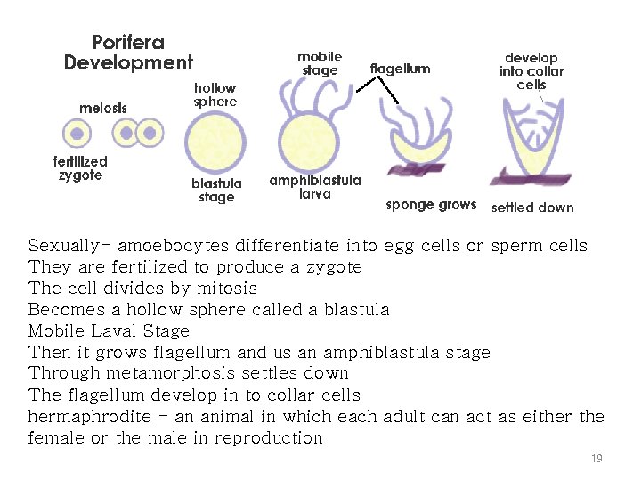 Sexually- amoebocytes differentiate into egg cells or sperm cells They are fertilized to produce