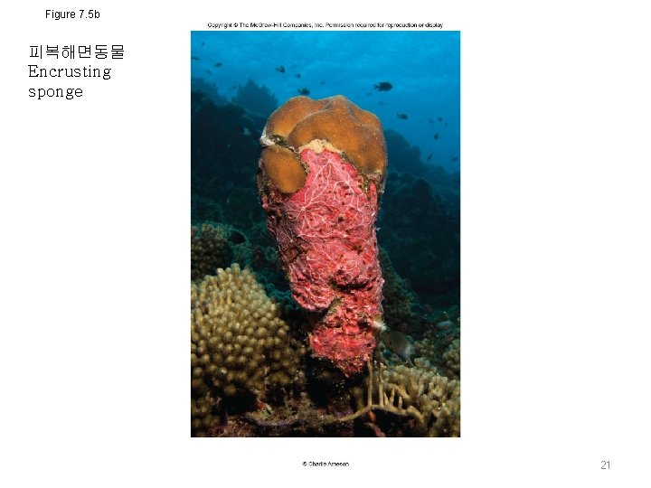 Figure 7. 5 b 피복해면동물 Encrusting sponge 21 