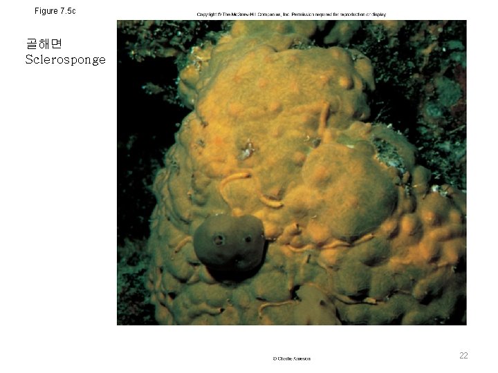 Figure 7. 5 c 골해면 Sclerosponge 22 