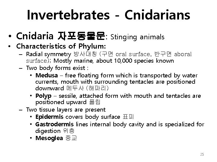 Invertebrates - Cnidarians • Cnidaria 자포동물문: • Characteristics of Phylum: Stinging animals – Radial