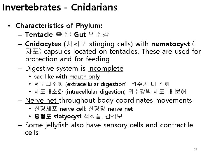 Invertebrates - Cnidarians • Characteristics of Phylum: – Tentacle 촉수; Gut 위수강 – Cnidocytes
