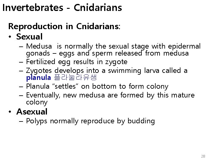 Invertebrates - Cnidarians Reproduction in Cnidarians: • Sexual – Medusa is normally the sexual