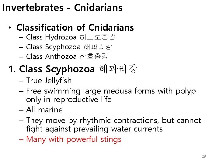 Invertebrates - Cnidarians • Classification of Cnidarians – Class Hydrozoa 히드로충강 – Class Scyphozoa