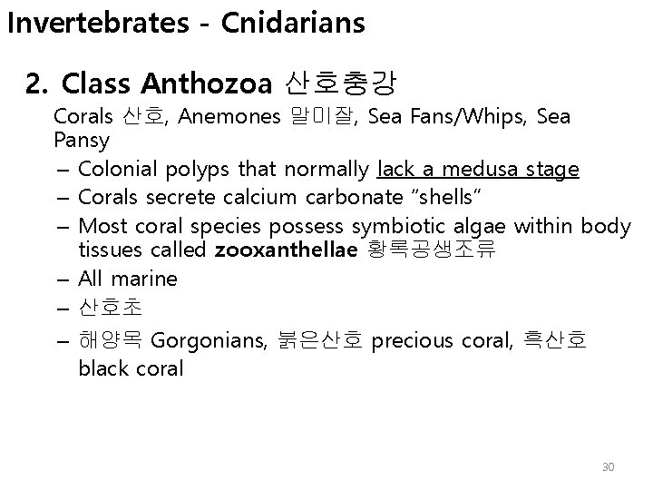 Invertebrates - Cnidarians 2. Class Anthozoa 산호충강 Corals 산호, Anemones 말미잘, Sea Fans/Whips, Sea