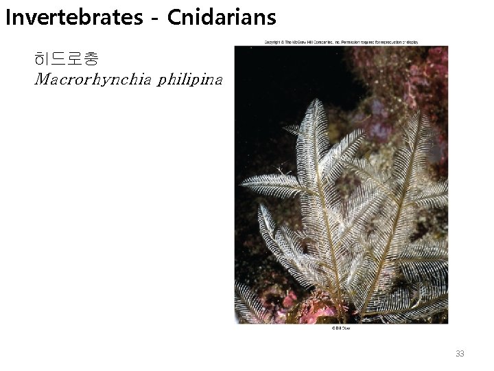 Invertebrates - Cnidarians 히드로충 Macrorhynchia philipina 33 