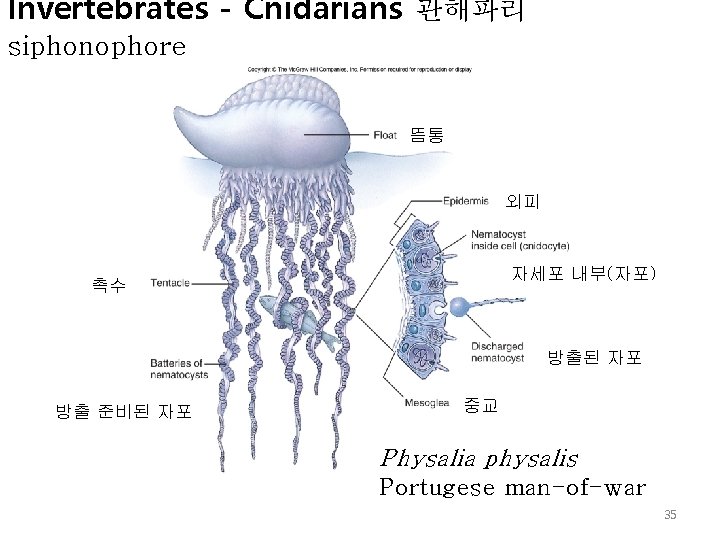 Invertebrates - Cnidarians 관해파리 siphonophore 뜸통 외피 자세포 내부(자포) 촉수 방출된 자포 방출 준비된