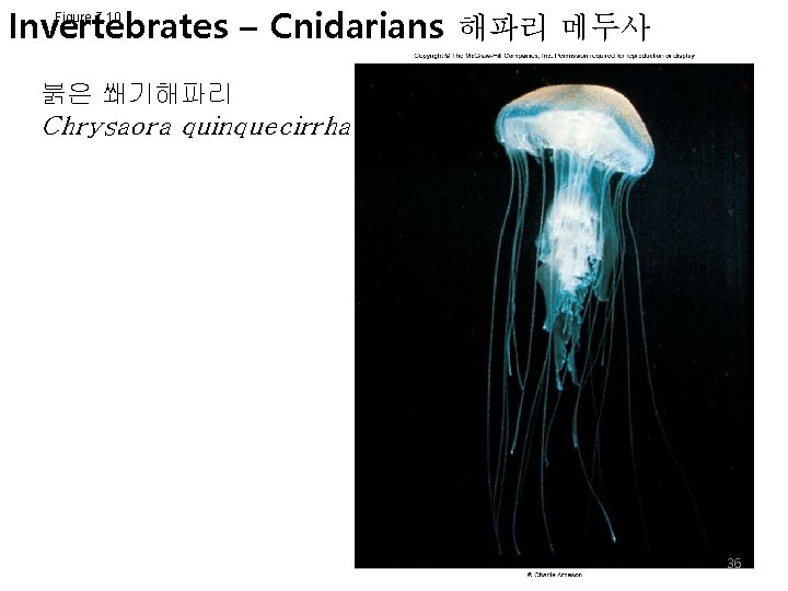 Invertebrates – Cnidarians 해파리 메두사 Figure 7. 10 붉은 쐐기해파리 Chrysaora quinquecirrha 36 
