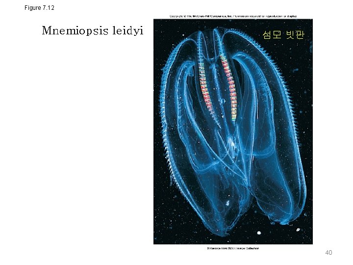 Figure 7. 12 Mnemiopsis leidyi 섬모 빗판 40 