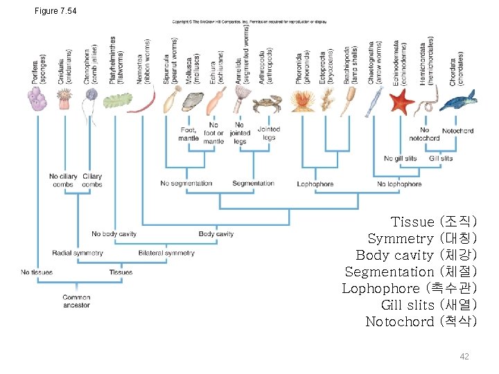 Figure 7. 54 Tissue (조직) Symmetry (대칭) Body cavity (체강) Segmentation (체절) Lophophore (촉수관)