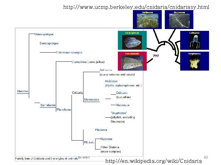 http: //www. ucmp. berkeley. edu/cnidariasy. html http: //en. wikipedia. org/wiki/Cnidaria 43 