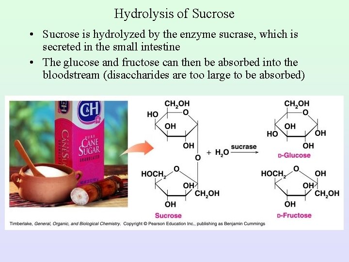 Hydrolysis of Sucrose • Sucrose is hydrolyzed by the enzyme sucrase, which is secreted