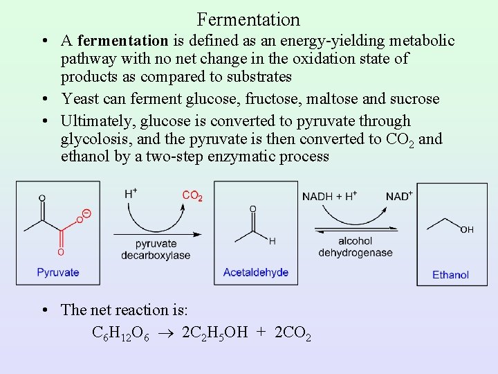 Fermentation • A fermentation is defined as an energy-yielding metabolic pathway with no net
