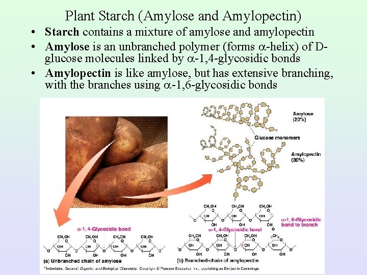 Plant Starch (Amylose and Amylopectin) • Starch contains a mixture of amylose and amylopectin