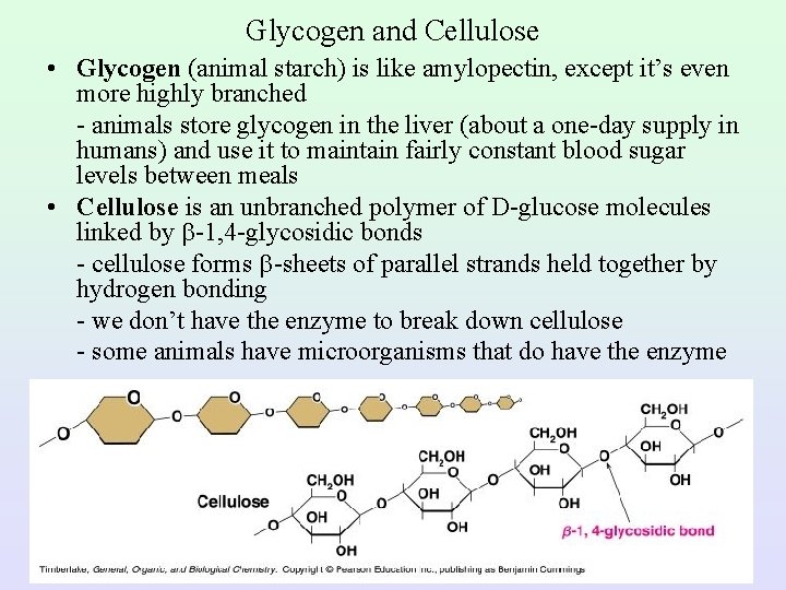Glycogen and Cellulose • Glycogen (animal starch) is like amylopectin, except it’s even more