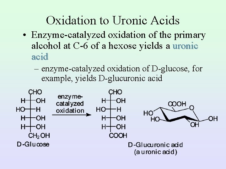 Oxidation to Uronic Acids • Enzyme-catalyzed oxidation of the primary alcohol at C-6 of