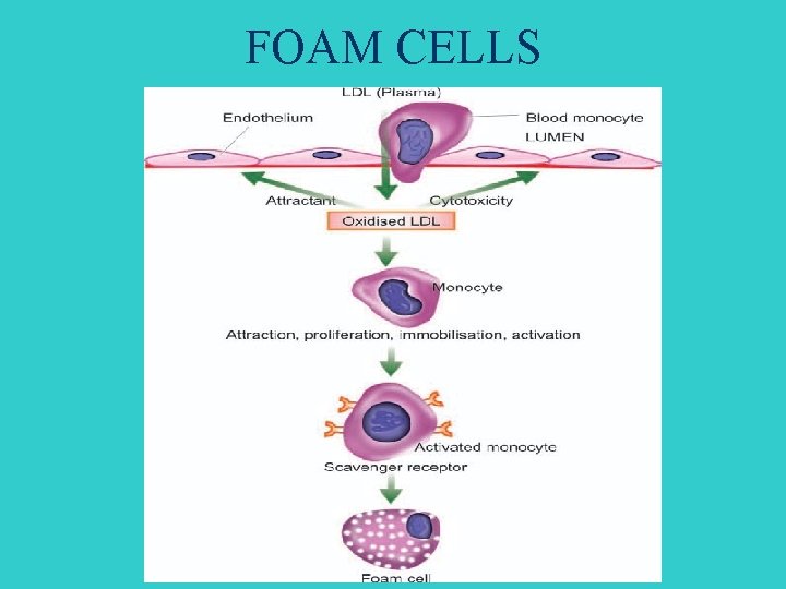 FOAM CELLS 