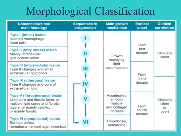 Morphological Classification 