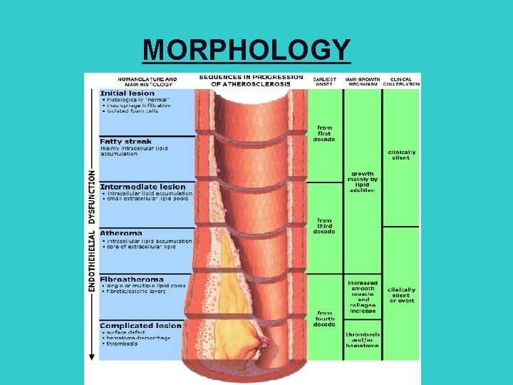 MORPHOLOGY 