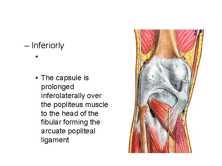 – Inferiorly • • The capsule is prolonged inferolaterally over the popliteus muscle to