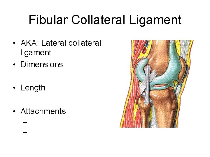 Fibular Collateral Ligament • AKA: Lateral collateral ligament • Dimensions • Length • Attachments