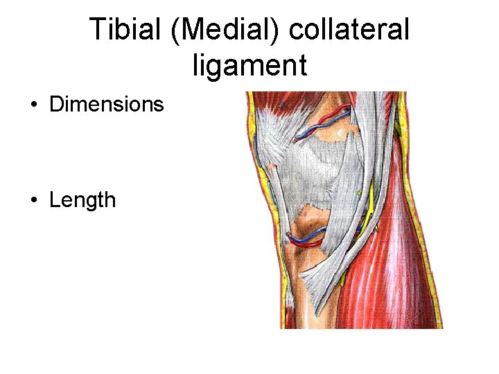 Tibial (Medial) collateral ligament • Dimensions • Length 