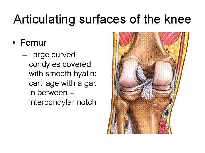 Articulating surfaces of the knee • Femur – Large curved condyles covered with smooth