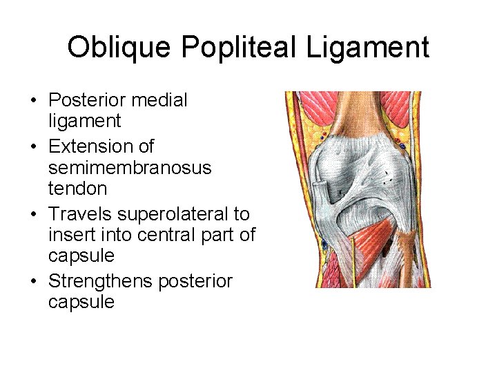 Oblique Popliteal Ligament • Posterior medial ligament • Extension of semimembranosus tendon • Travels