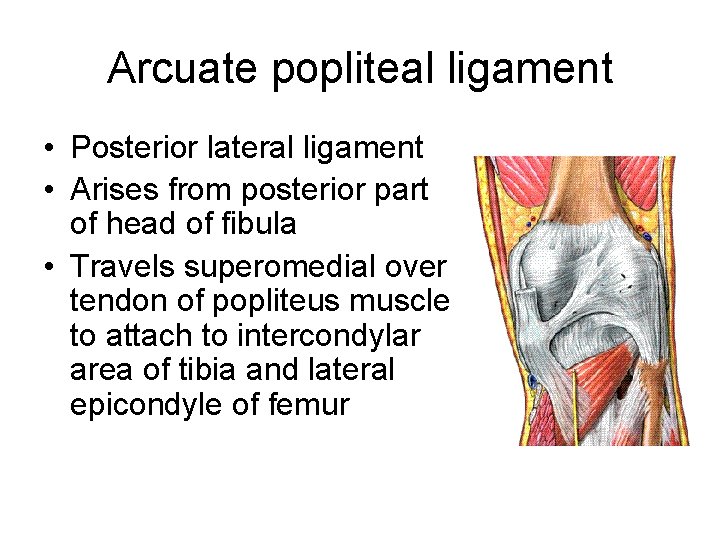 Arcuate popliteal ligament • Posterior lateral ligament • Arises from posterior part of head