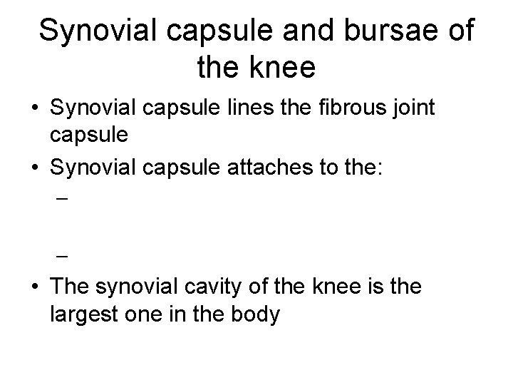 Synovial capsule and bursae of the knee • Synovial capsule lines the fibrous joint