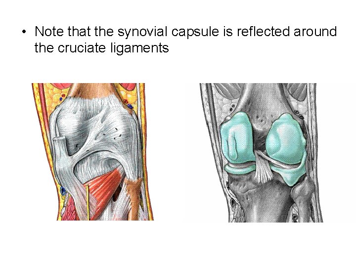  • Note that the synovial capsule is reflected around the cruciate ligaments 