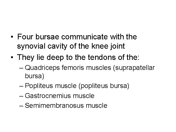  • Four bursae communicate with the synovial cavity of the knee joint •