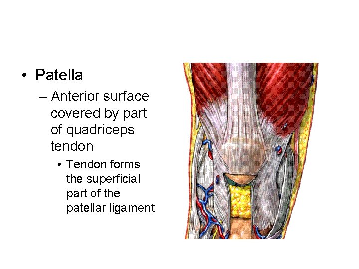  • Patella – Anterior surface covered by part of quadriceps tendon • Tendon