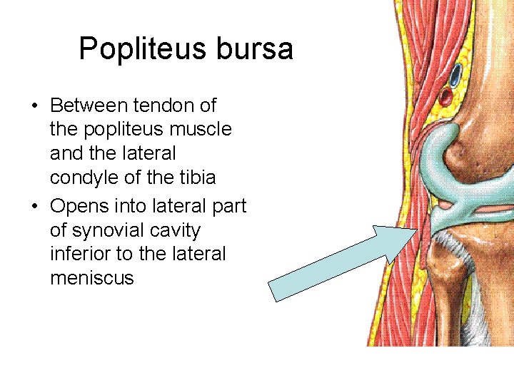 Popliteus bursa • Between tendon of the popliteus muscle and the lateral condyle of