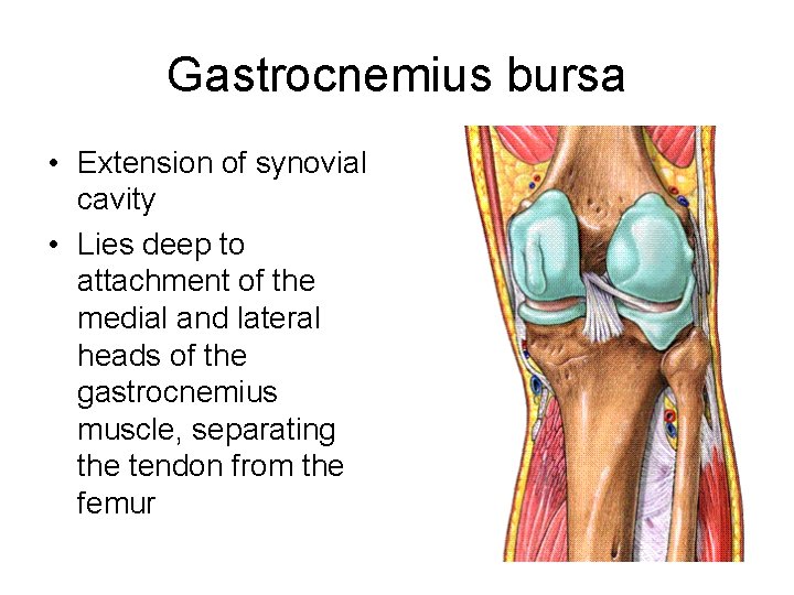 Gastrocnemius bursa • Extension of synovial cavity • Lies deep to attachment of the