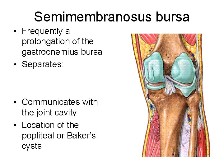 Semimembranosus bursa • Frequently a prolongation of the gastrocnemius bursa • Separates: • Communicates